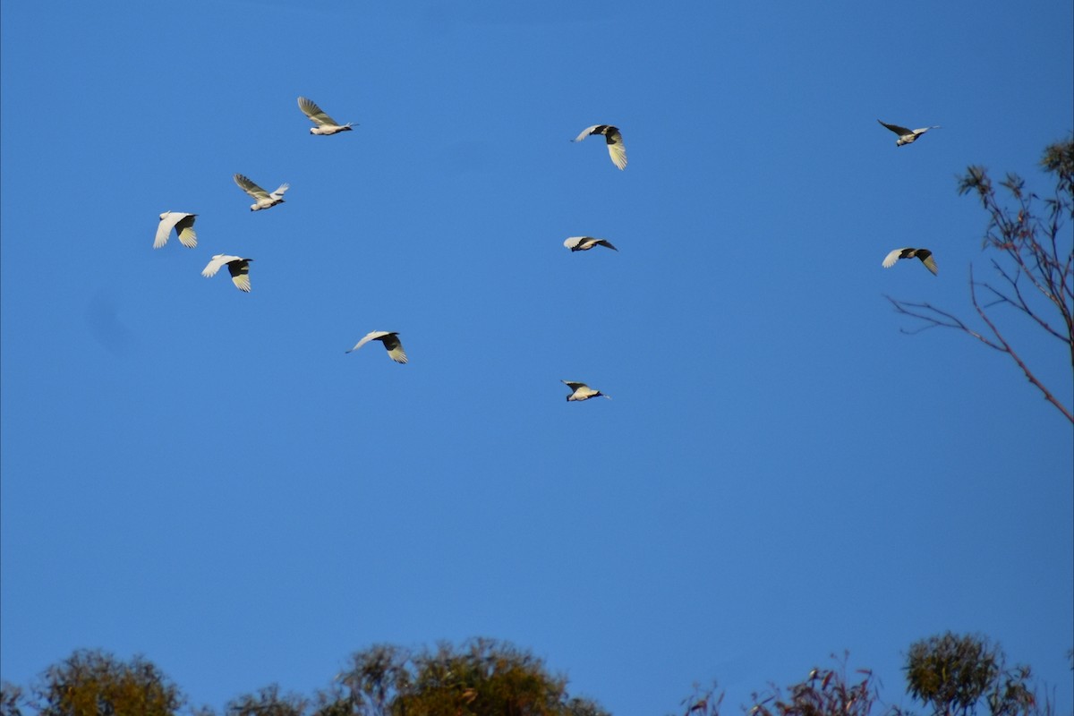 Sulphur-crested Cockatoo - ML643192514