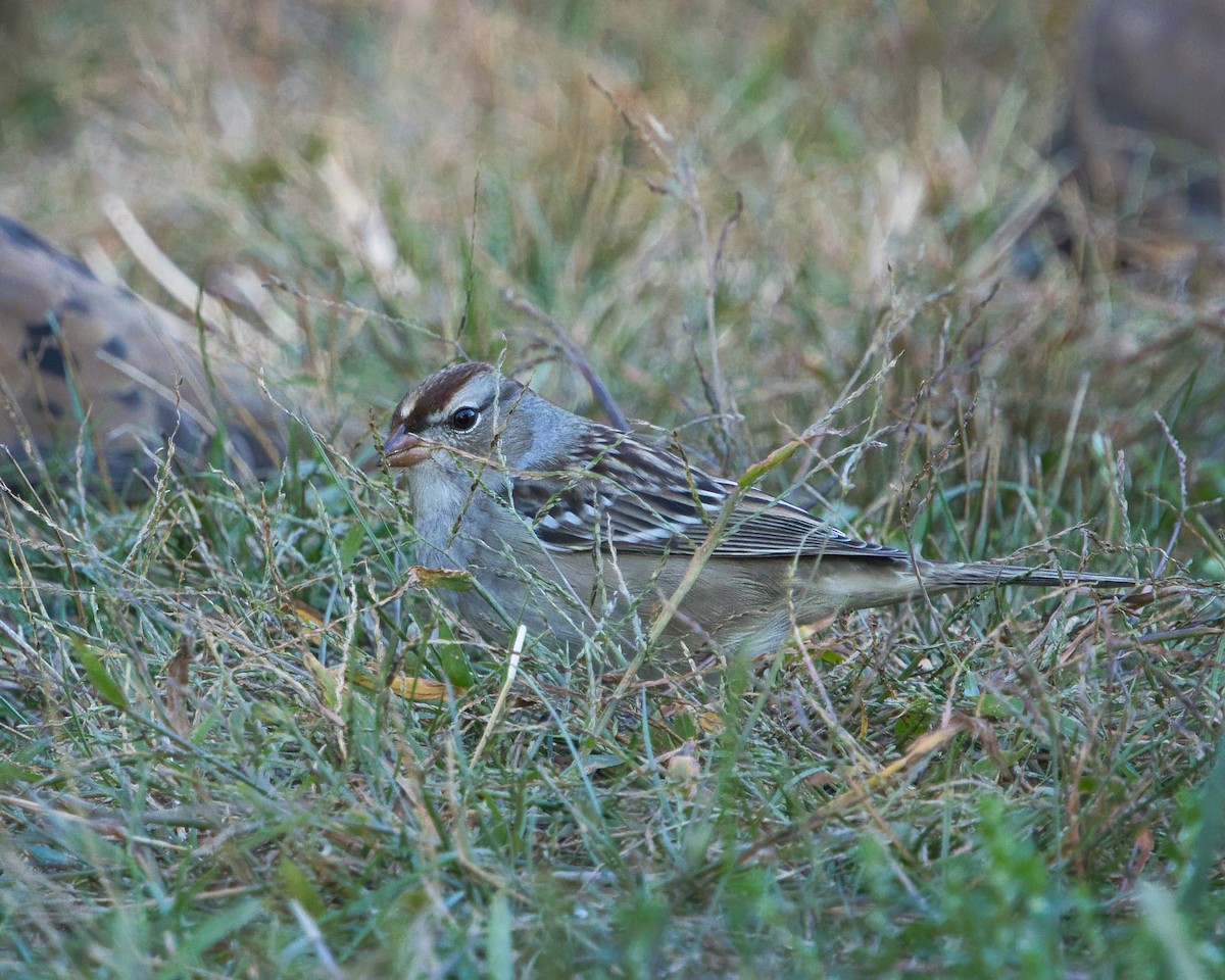 White-crowned Sparrow - ML643192523