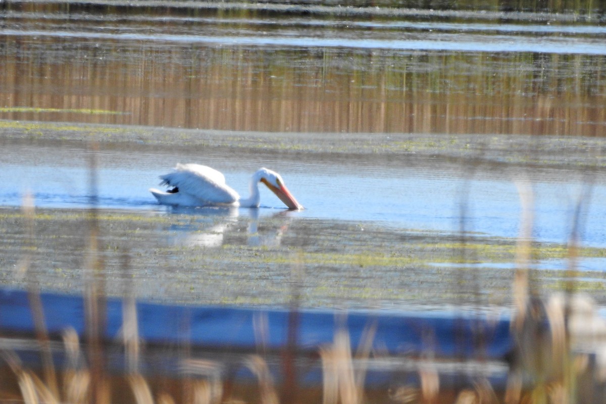 American White Pelican - ML643192524