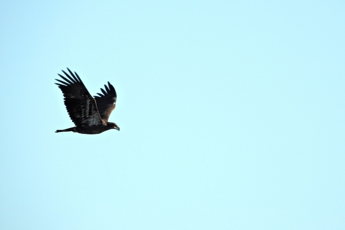 Bald Eagle - ML643192532