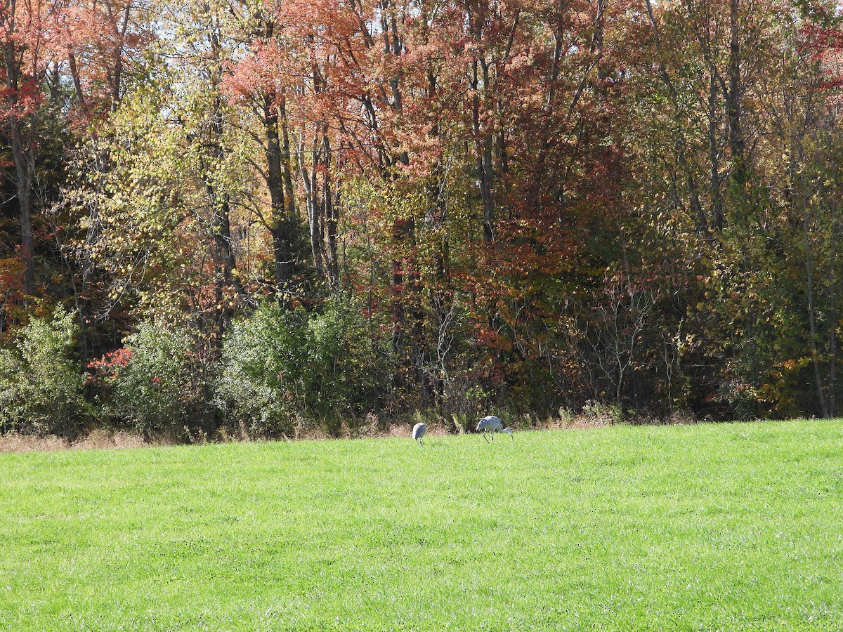 Sandhill Crane - ML643192537