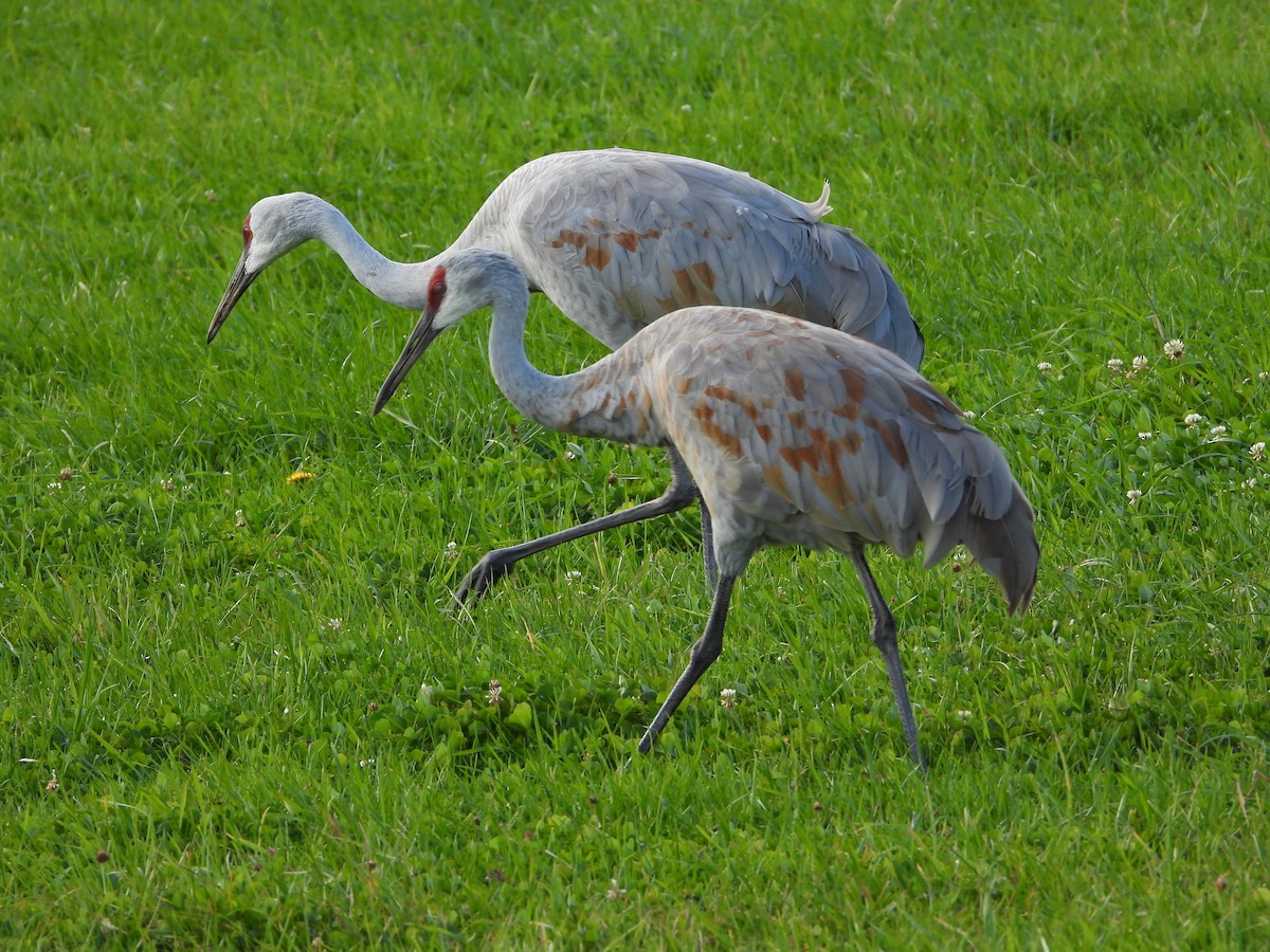Sandhill Crane - ML643192538