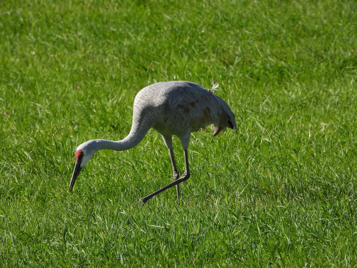 Sandhill Crane - ML643192539