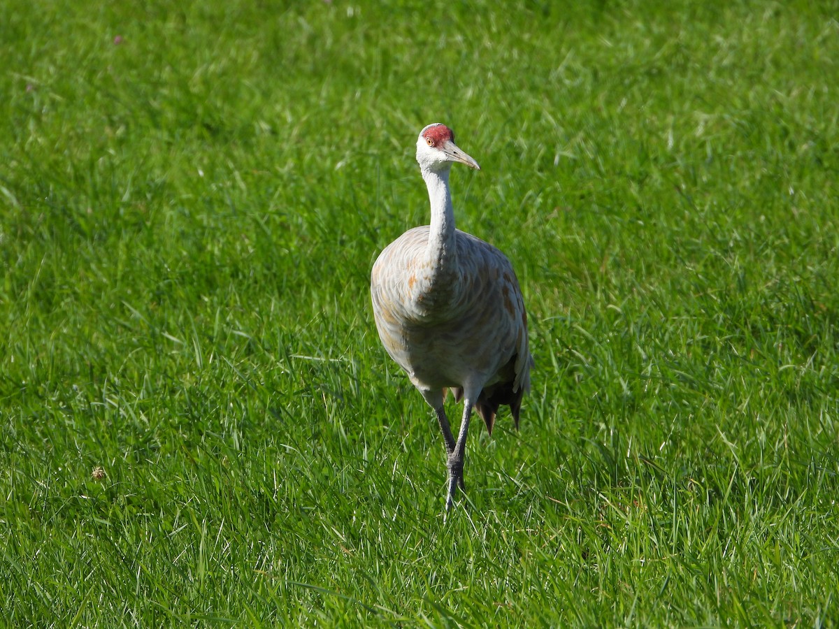 Sandhill Crane - ML643192540