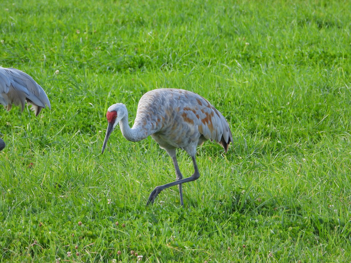 Sandhill Crane - ML643192541