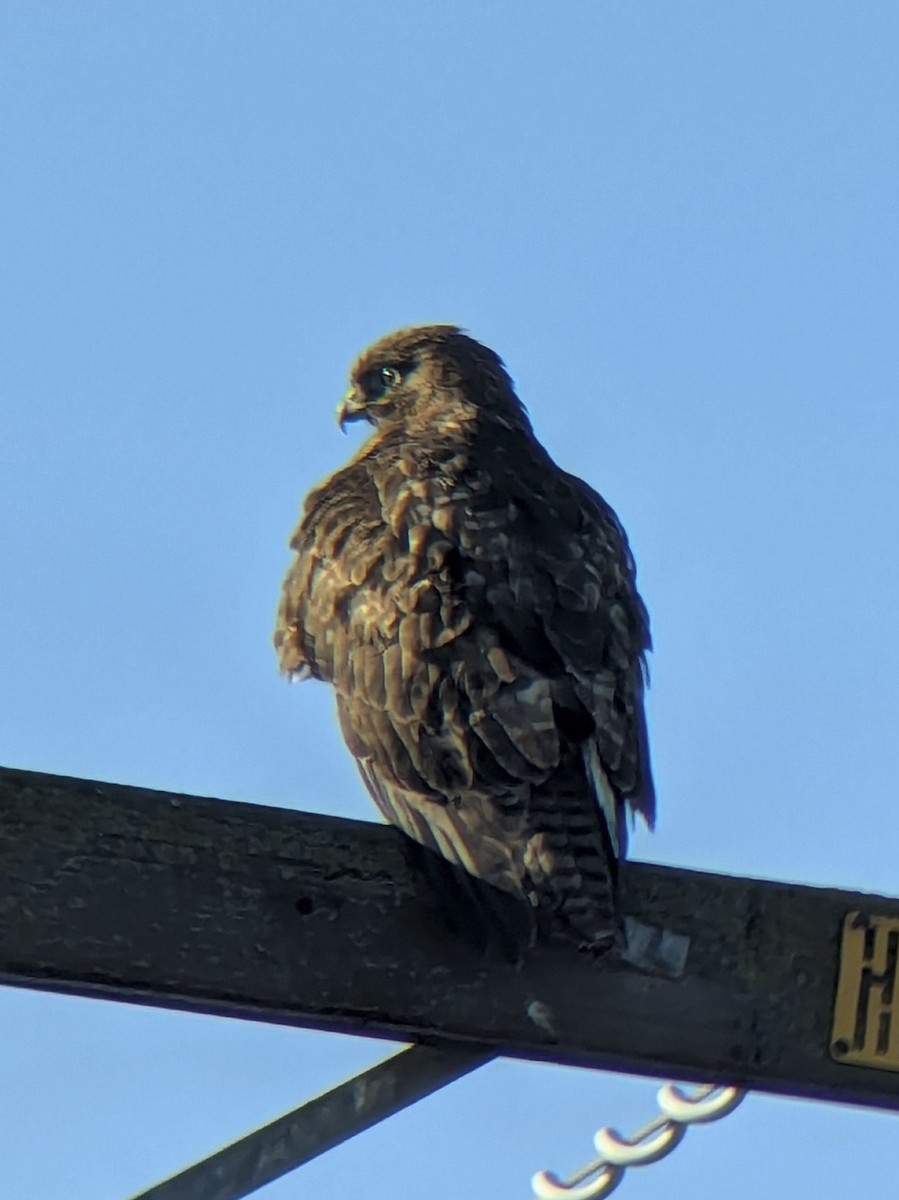 Rotschwanzbussard - ML643192548