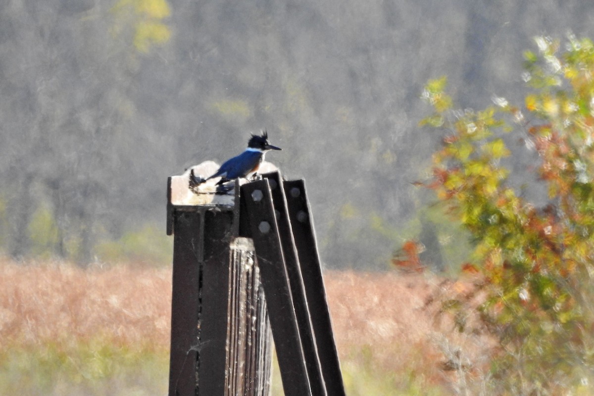 Belted Kingfisher - ML643192550