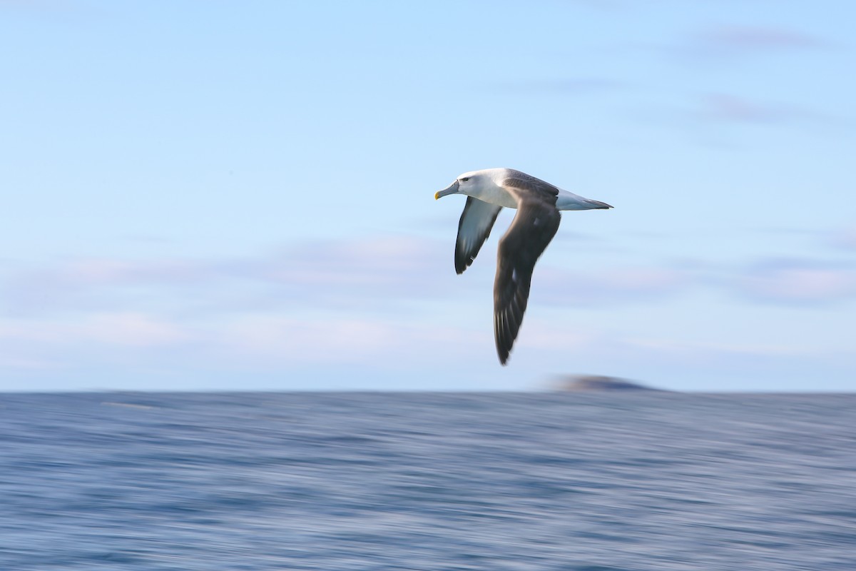White-capped Albatross - ML643192567