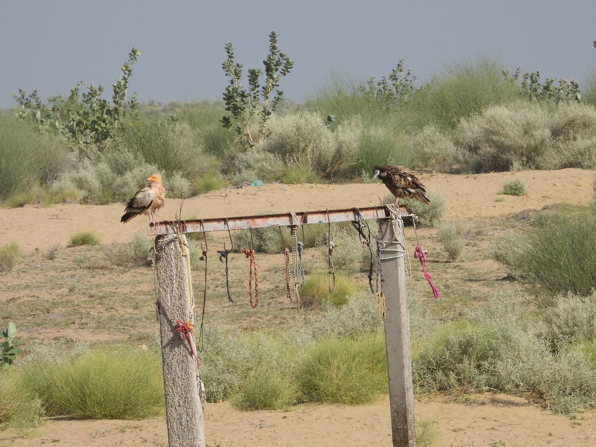 Egyptian Vulture - ML643192574