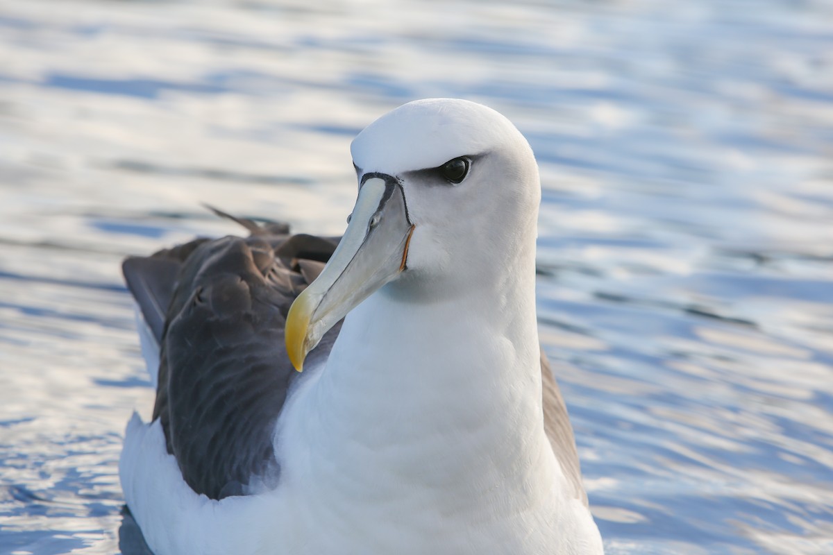 White-capped Albatross - ML643192576