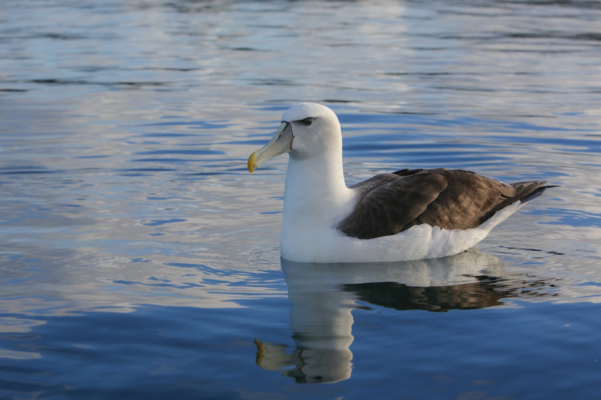 White-capped Albatross - ML643192577