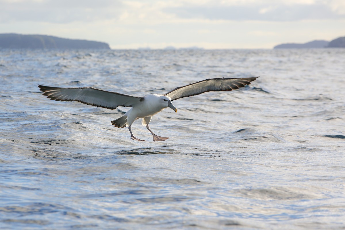 White-capped Albatross - ML643192578