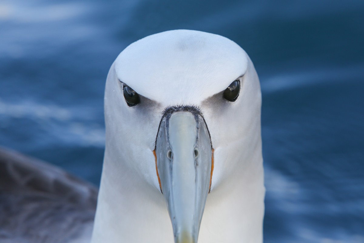 White-capped Albatross - ML643192579