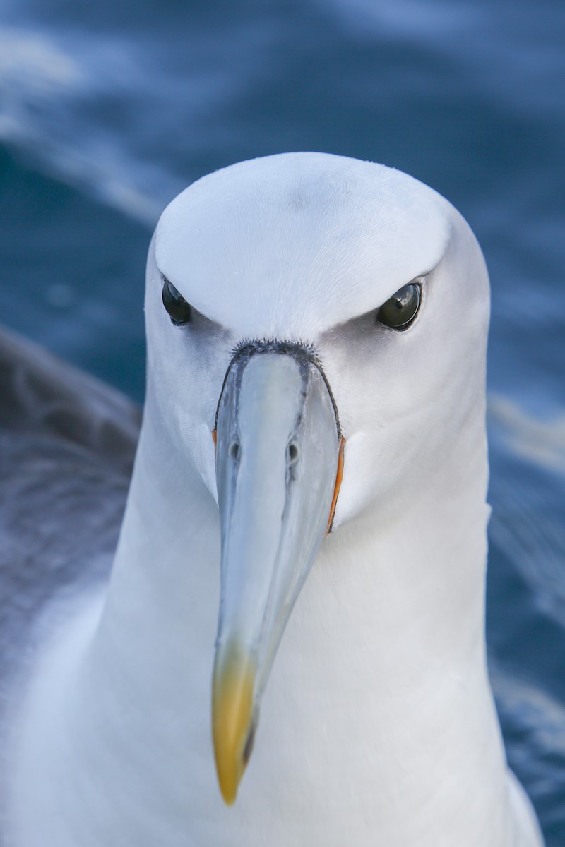 White-capped Albatross - ML643192580