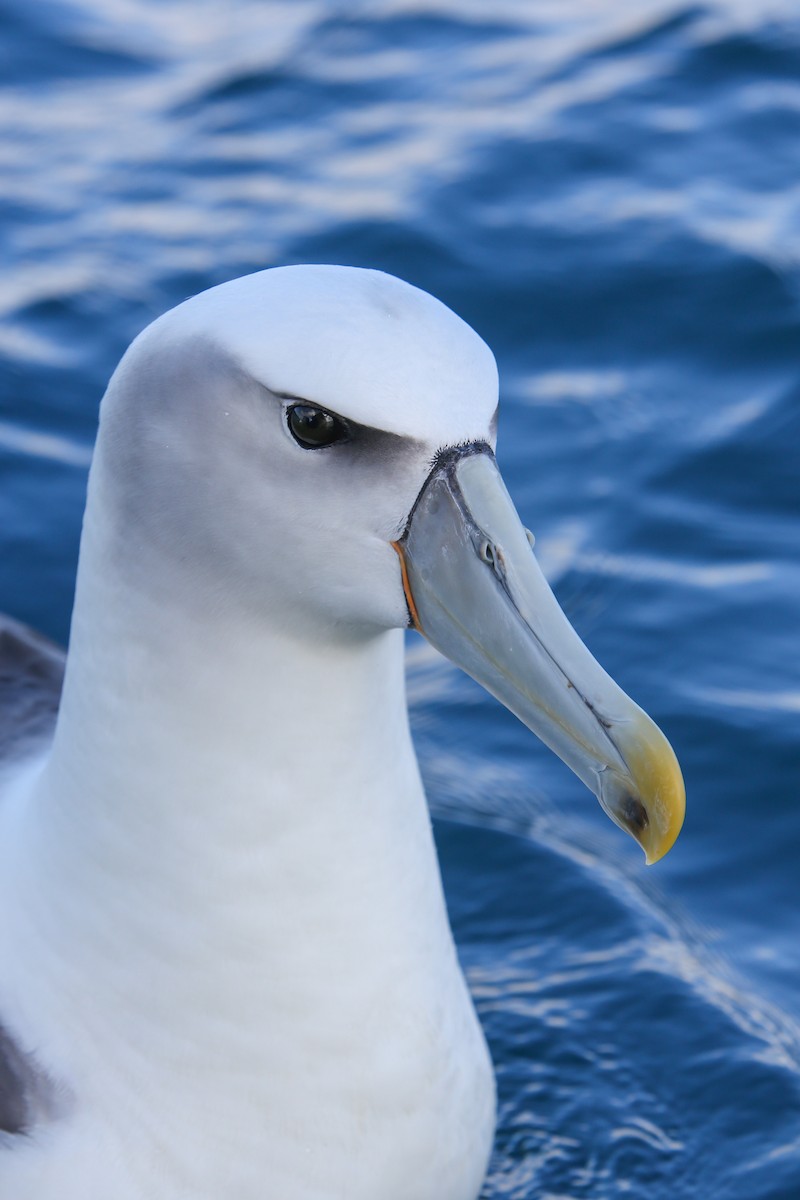 White-capped Albatross - ML643192581