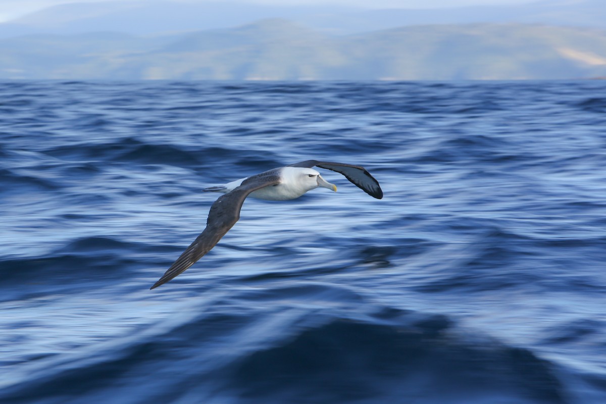 White-capped Albatross - ML643192582