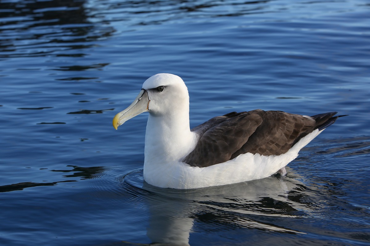 White-capped Albatross - ML643192584