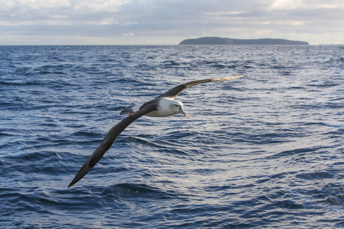 White-capped Albatross - ML643192585