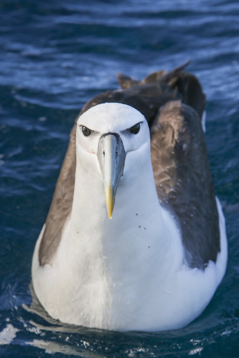 White-capped Albatross - ML643192586