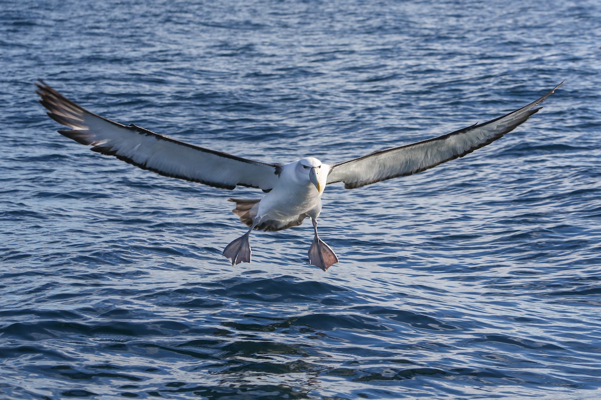 White-capped Albatross - ML643192587