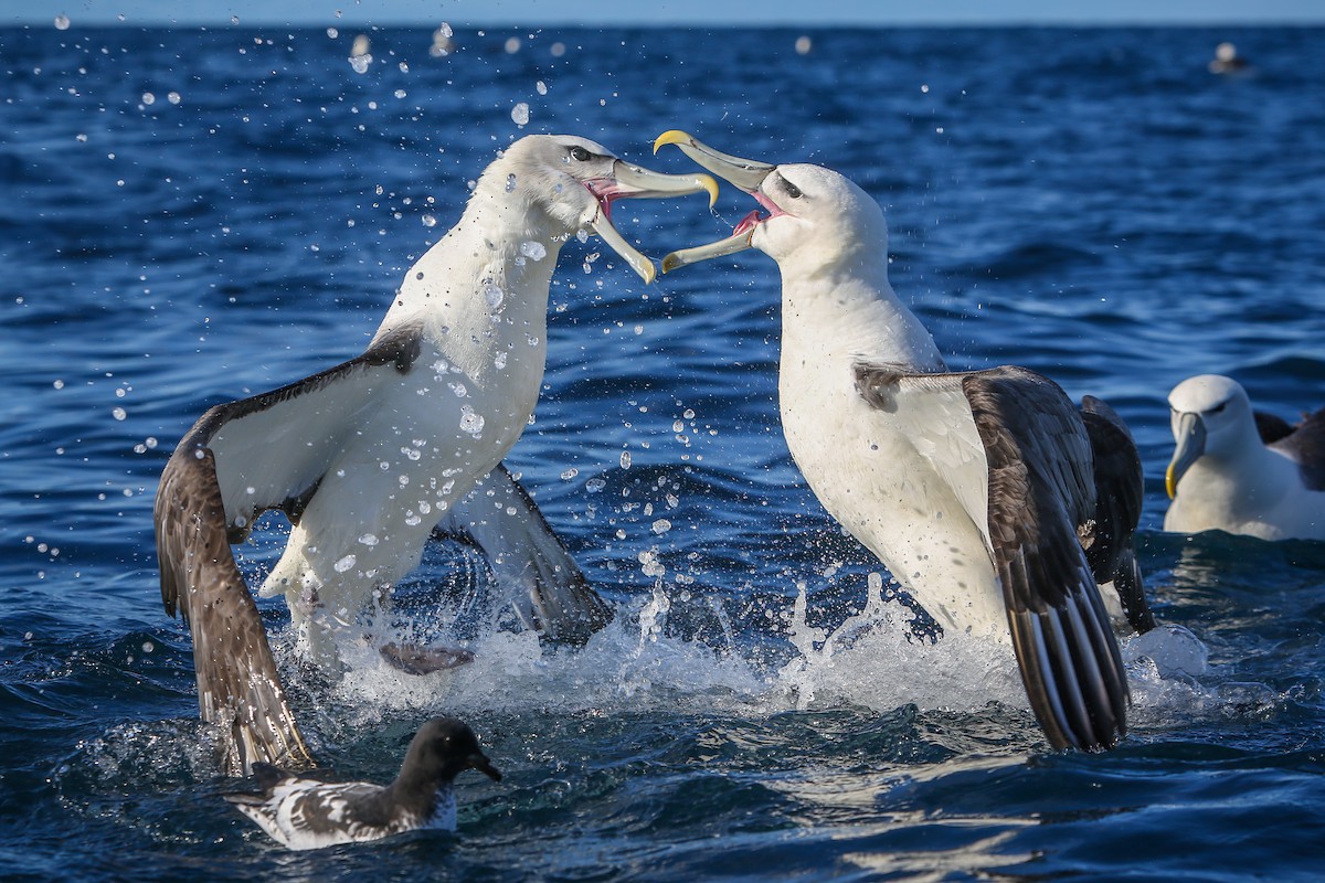 White-capped Albatross - ML643192588