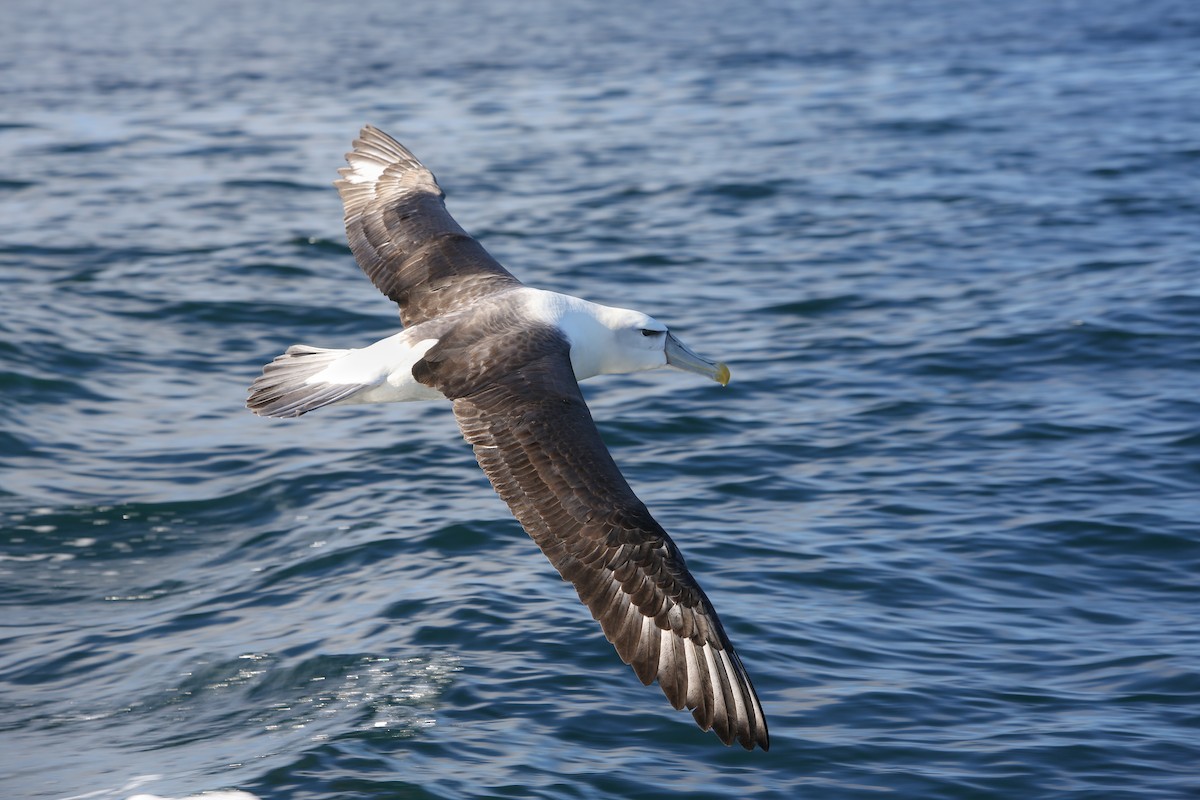 White-capped Albatross - ML643192589