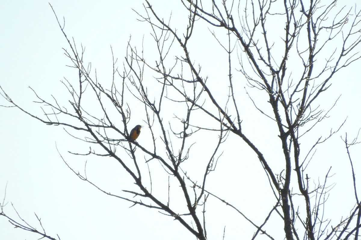 Eastern Meadowlark - ML643192599