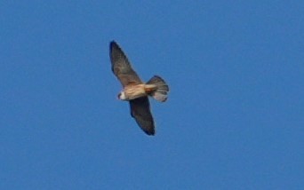 Red-footed Falcon - ML643192605