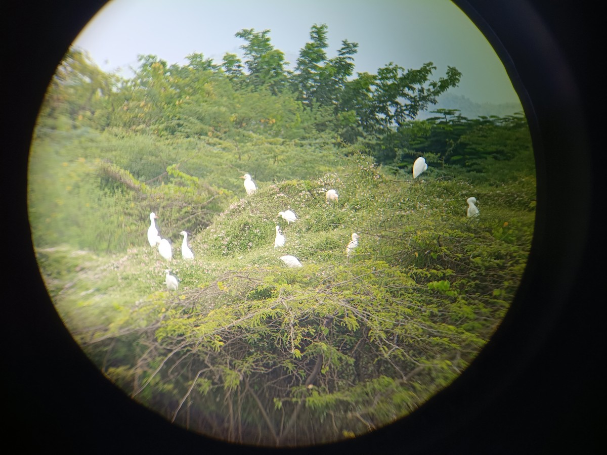 Eastern Cattle-Egret - ML643192608