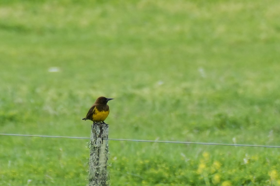 Brown-and-yellow Marshbird - ML643192628