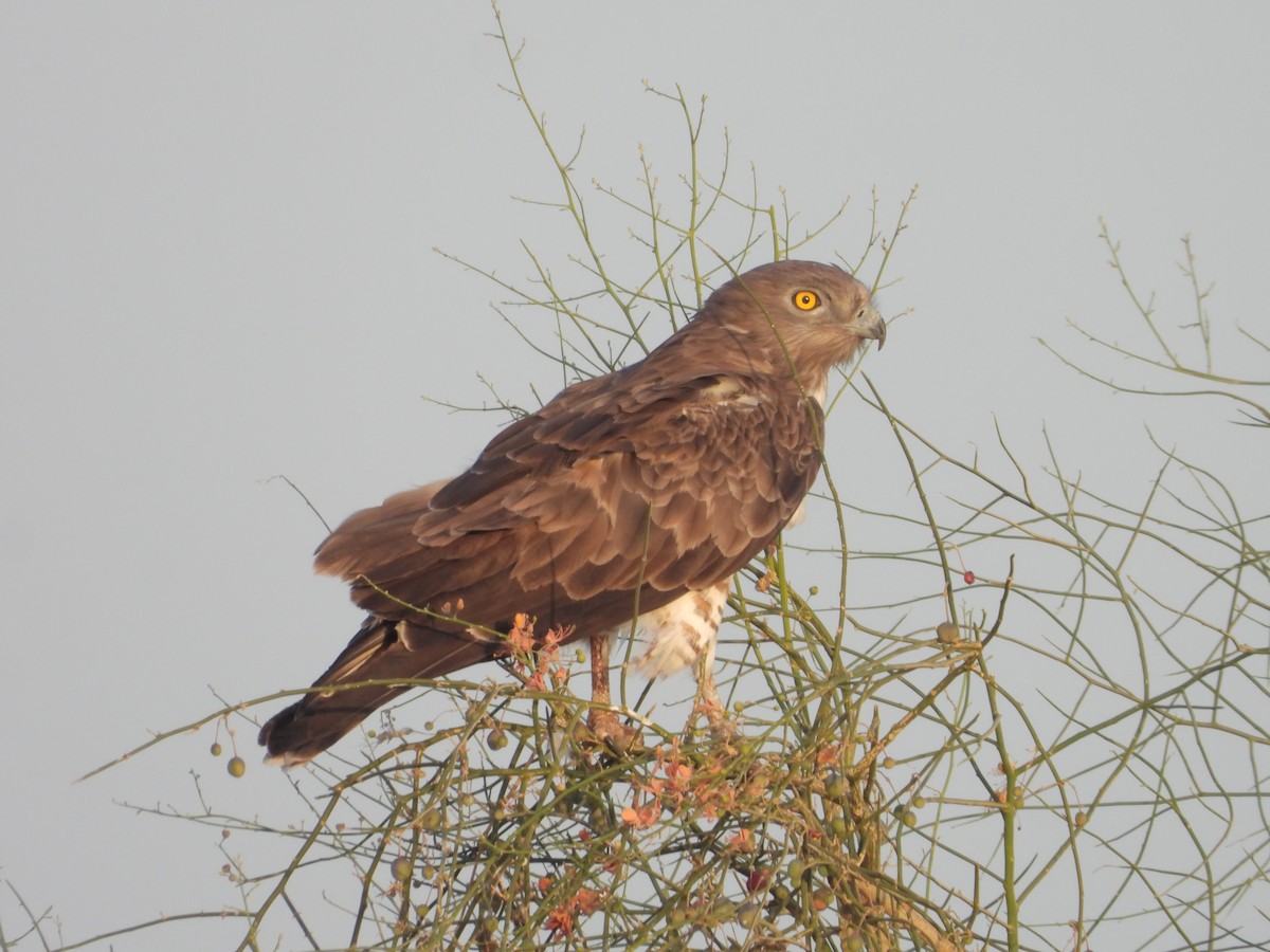 Short-toed Snake-Eagle - ML643192638