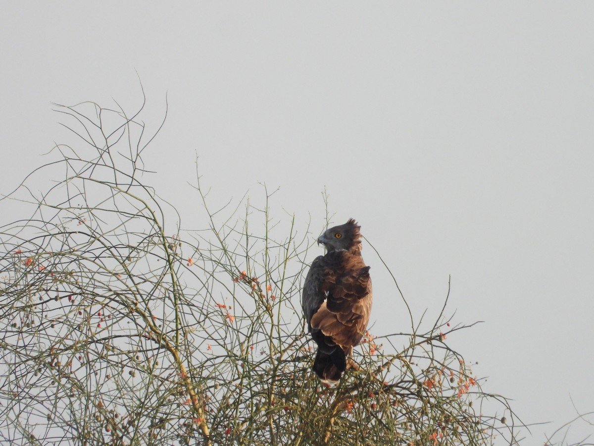 Short-toed Snake-Eagle - ML643192639