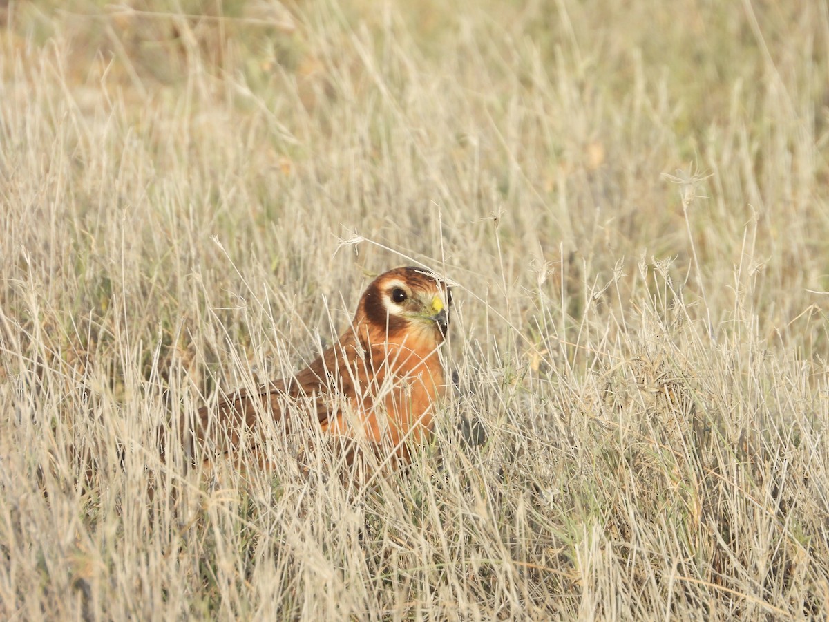 Montagu's Harrier - ML643192647