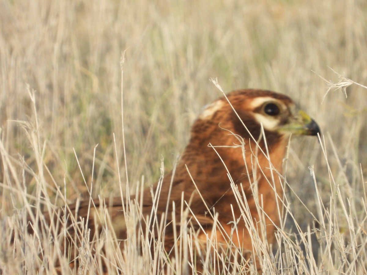 Montagu's Harrier - ML643192648