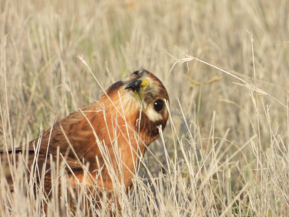 Montagu's Harrier - ML643192649