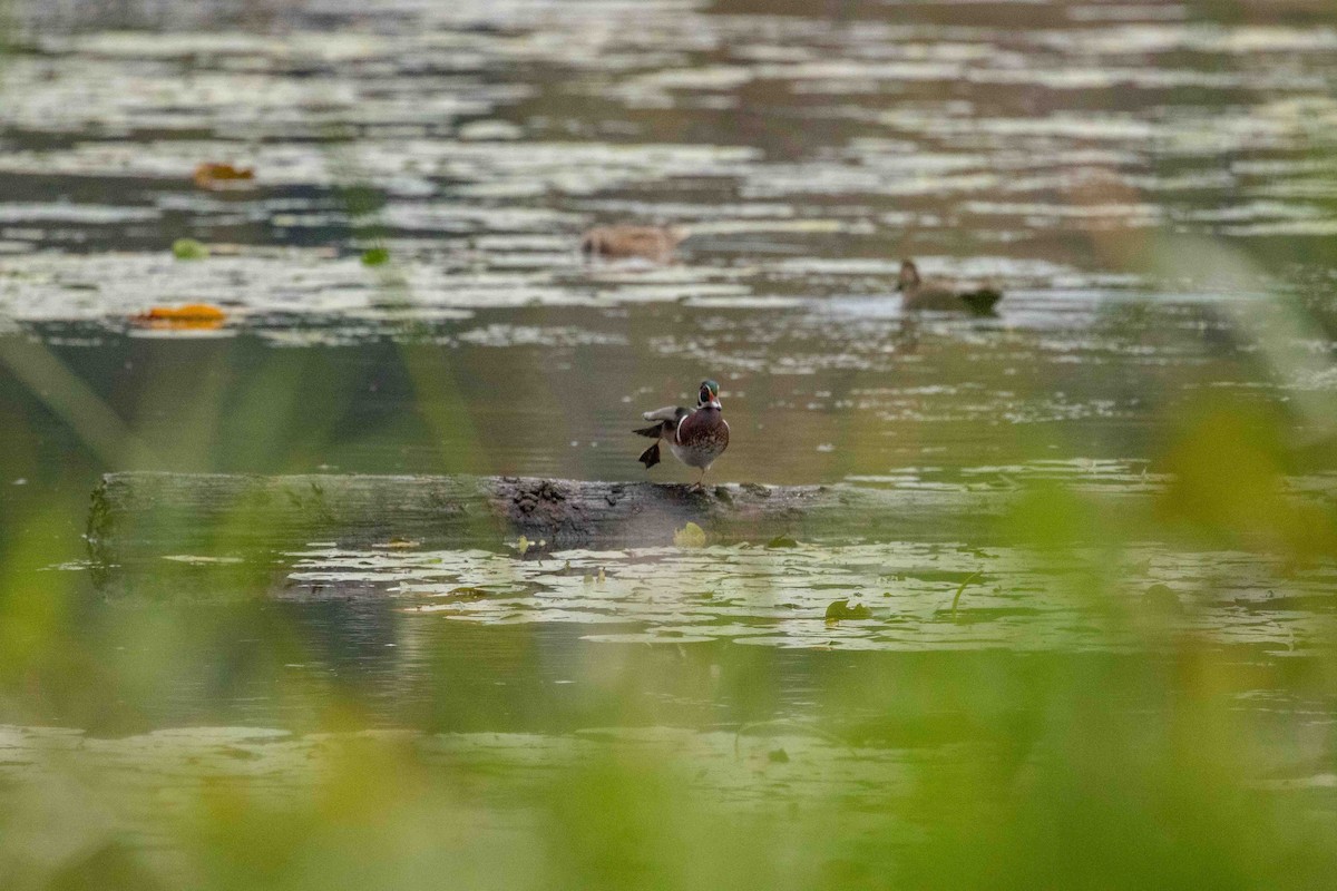 Wood Duck - ML643192656