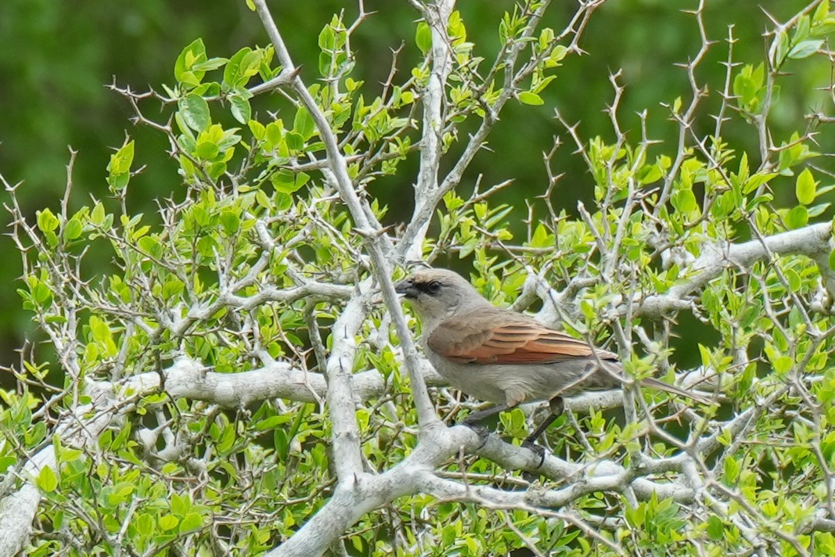 Grayish Baywing - ML643192657