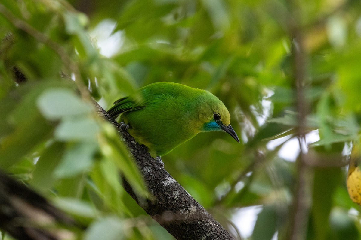 Jerdon's Leafbird - ML643192659