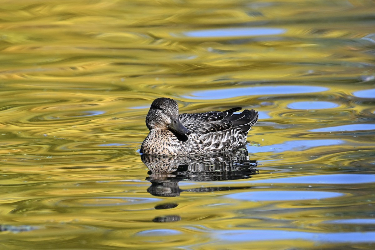 Green-winged Teal - ML643192661