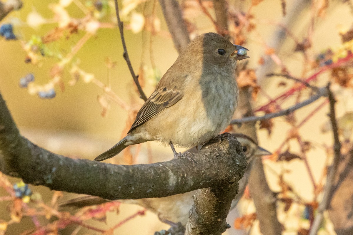 Indigo Bunting - ML643192663