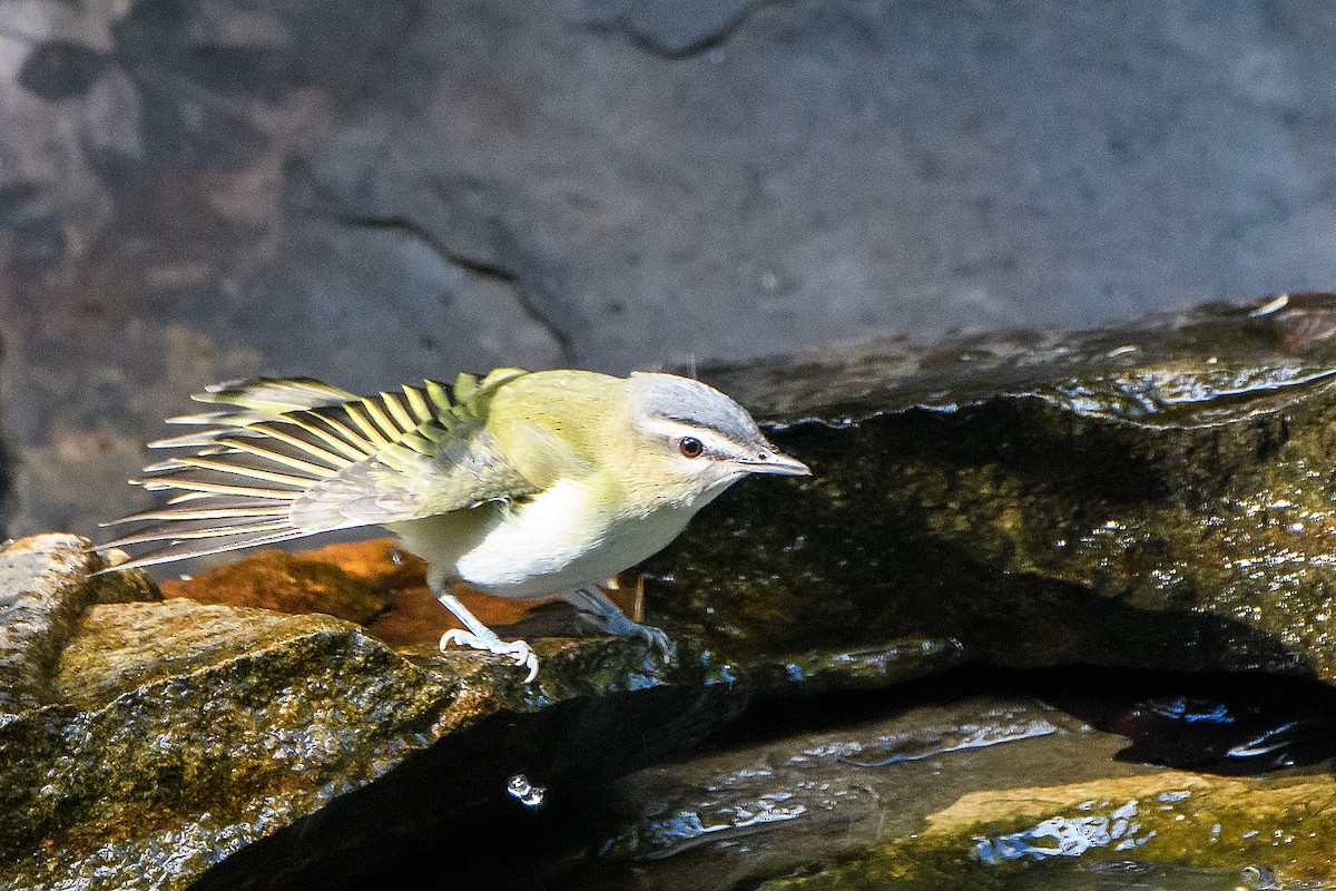 Red-eyed Vireo - ML643192664