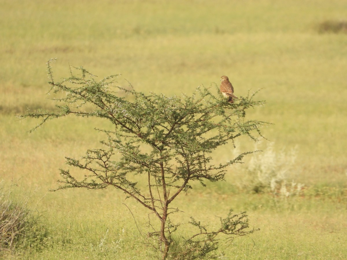 Eurasian Kestrel - ML643192665