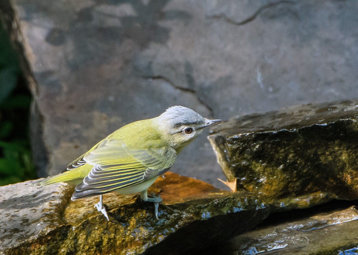 Red-eyed Vireo - ML643192666