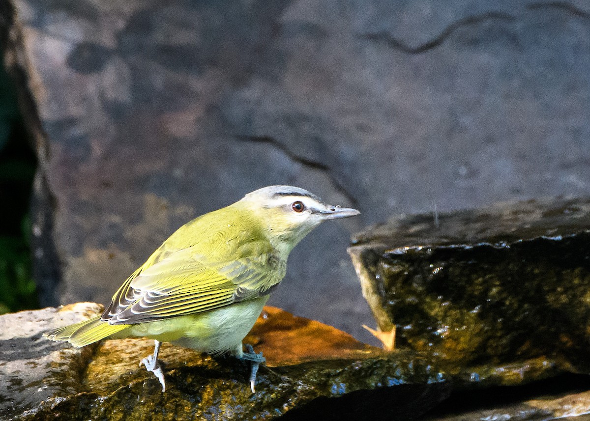 Red-eyed Vireo - ML643192667