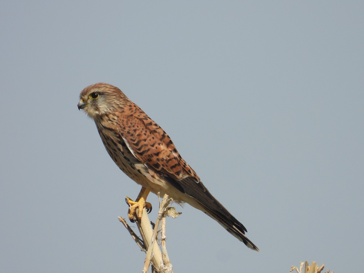 Eurasian Kestrel - ML643192668