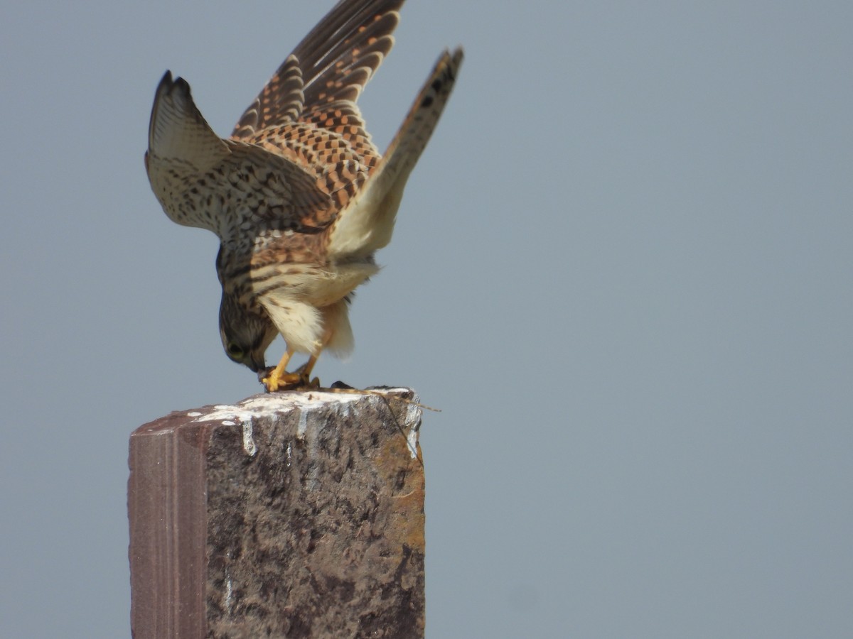 Eurasian Kestrel - ML643192672