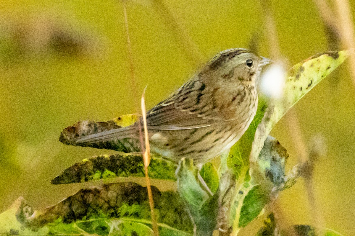 Lincoln's Sparrow - ML643192673