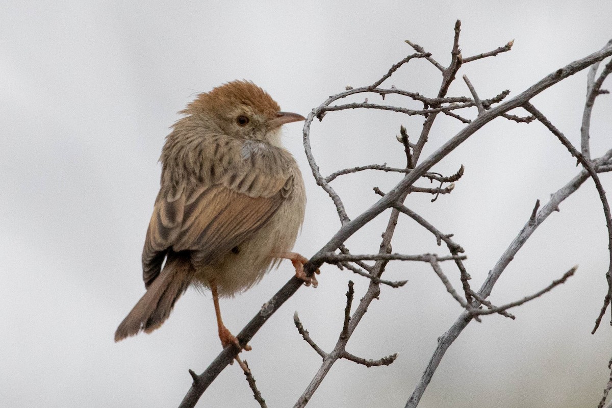 Rattling Cisticola - ML643192674