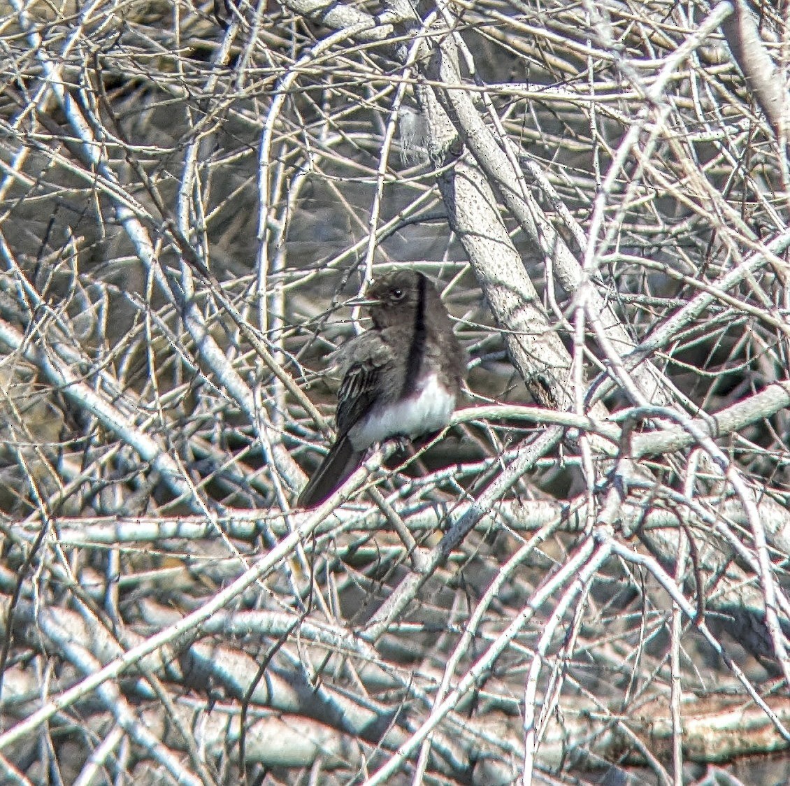 Black Phoebe - ML643192676