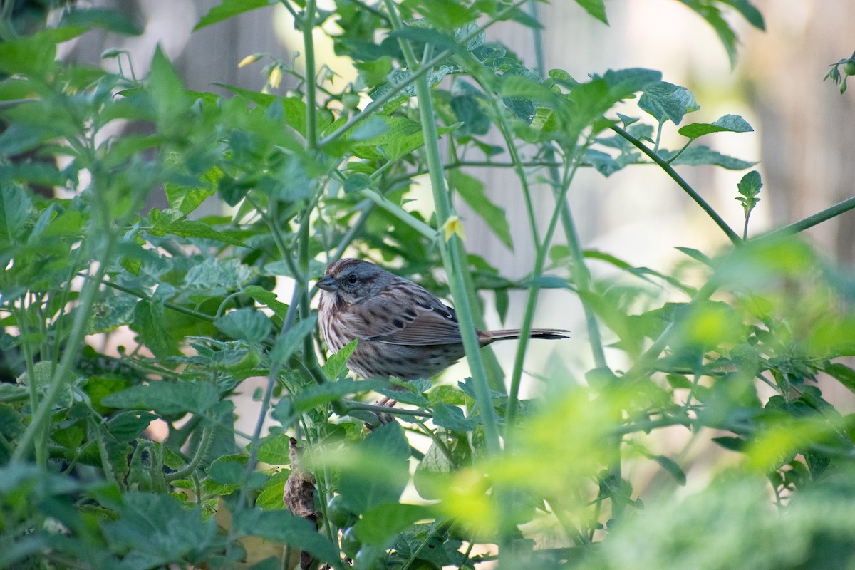 Song Sparrow - ML643192677